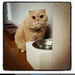 Timothy Koh - @instachips - Instagram