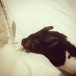 Timothy-Laurence - @hamstertimothylaurence - Instagram