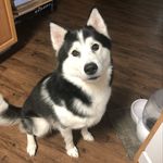Timothy Lindstrom - @kenai_the_best_husky - Instagram