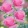 Timmy Matney - @timmy.matney - TikTok