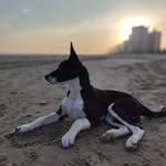 Timothy McGee 🐶❤️ - @timothy_mcgee.dog - Instagram