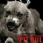 Timothy Mcpherson - @housedawg666 - Instagram