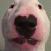 Timothy Menard - @timontictac - TikTok