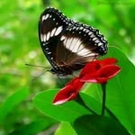 TIMOTHY MESSIDY - @timothymessidy - Instagram
