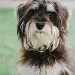 @milo.timothy.serra - Instagram
