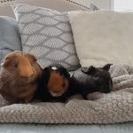 Timothy and Milo - @pairofpiggies21 - Instagram