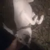MyDogismyBestFriend - @timothyminga - TikTok