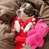 Tiny Tim - @smoll.timothy - TikTok