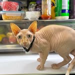 Timothy Nathaniel Cline - @timmythehairlesscat - Instagram