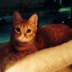 Timothy Newton - @timothythekitty09 - Instagram