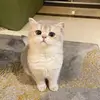 Mr. Cat - @timothyoconnell500 - TikTok