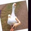 Timothy Orozco - @timothyorozco195 - TikTok