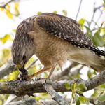 Timothy Ott - @soflo_wildlife_photography - Instagram