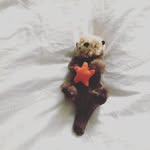 Timothy The Otter - @timothytheotter - Instagram