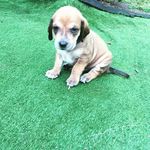 🐾Timothy Pancake Romero🐶 - @timothy_pancak16 - Instagram