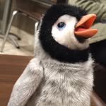 timothy 🐧 - @timothy.penguin - Instagram