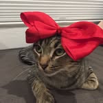 Sir Timothy Peppermint - @sirtimothypeppermint - Instagram