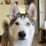 Oden Timothy-Dogton Phoenix - @goodboyoden - Instagram