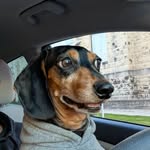 Mr. Timothy Pickles - @mr.timothypickles - Instagram