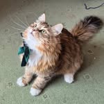 Timothy Pickles - @2mamatim - Instagram