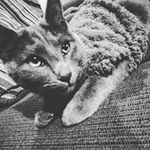 Timothy Pickles - @pickles.timothy - Instagram