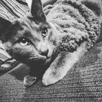 Timothy Pickles - Facebook