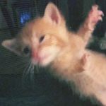 timothy pickles - @_timmypickless - Instagram