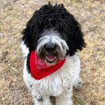 riggins the doodle 🐾 - @rigginstimothydoodle - Instagram