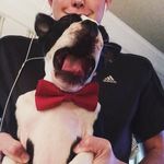 Timothy Riggins Jacobs - @t_riggs_thebostonterrier - Instagram