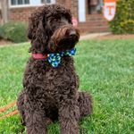 Timothy Riggins Kerley - @timriggins_thedoodle - Instagram