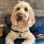 (Timothy) Riggins Meaux - @riggins_doodle33 - Instagram