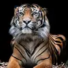 Timothy Ryan - @timothy.ryan2 - TikTok