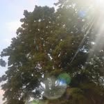 Timothy Ryan - @a_farmer_and_his_trees - Instagram