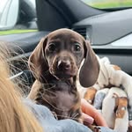 Timothy Samuels 🐶 - @timothysamuelsworld - Instagram