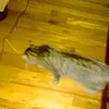 timothyschaeffer9 - @timothyschaeffer9 - TikTok