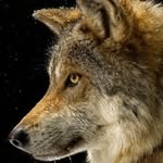 Wolf Drew - @timothyshiresxd - Instagram