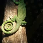 Timothy Shotts - @shottsreptiles - Instagram