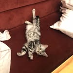 Timothy 🐈 - @timothy__timmy - Instagram