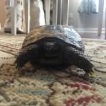 Timothy/ Timmy - @tortoisenamedtimmy - Instagram