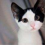 Timothy Winston - @timothythekoolkat - Instagram
