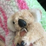 Timothy Winston - @tim.the.koala.bear - Instagram