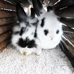 Winston & Timothy - @winston_timothy_buns - Instagram