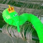 Timothy the Worm - @wormothy - Instagram