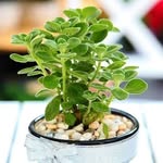Tin Vuong - @tin.vuong.16144 - Instagram