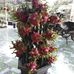 Tin Vuong - Facebook