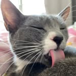 Tin Yau 天佑 🐱 - @tinyau_meow - Instagram