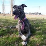 Tina Avalos - @tina_galga - Instagram