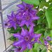 Tina Boatwright - Facebook