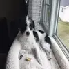 Tina Boudreau  - @tinybearoreo - TikTok