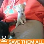 Tina Woodland-Breault - @woodlandbreault - Instagram